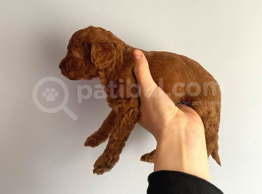 -Redbrown Toypoodle- Eskişehir görsel