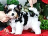 Biewer yorkshire terrier
