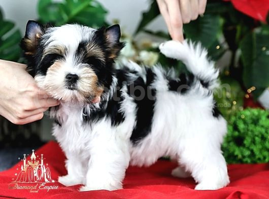 Biewer Yorkshire Terrier