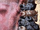 Safkan Labrador Yavrularınız Için Rezervasyonlarımız Başladı