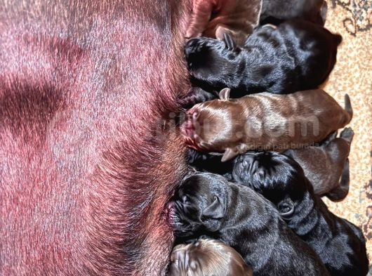 Safkan Labrador Yavrularınız Için Rezervasyonlarımız Başladı görsel