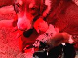Safkan Border Collie Yyavrularımız Için Rezervasyonlar Başla