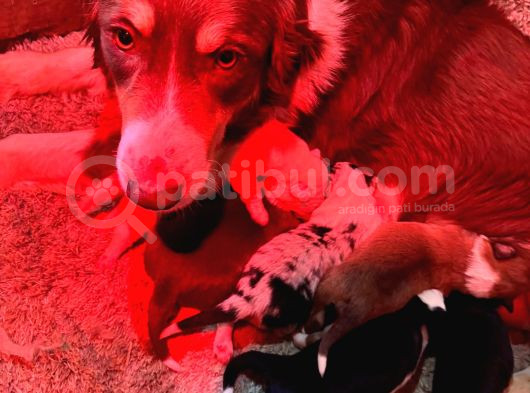 Safkan Border Collie Yyavrularımız Için Rezervasyonlar Başla görsel