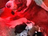 Safkan Border Collie Yyavrularımız Için Rezervasyonlar Başla