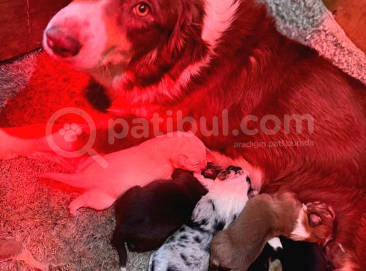 Safkan Border Collie Yyavrularımız Için Rezervasyonlar Başla görsel