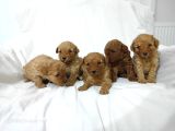 Tea Cup Toy Poodle Yavrulari