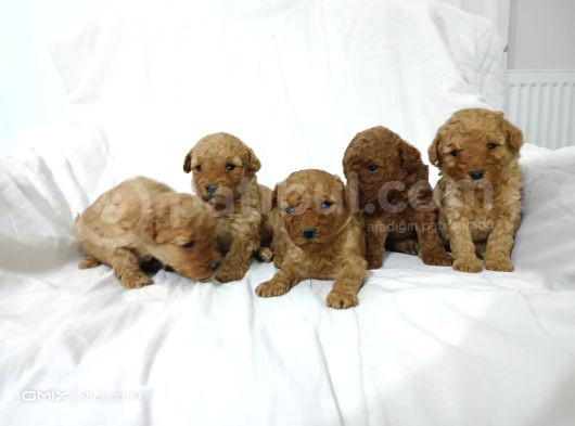 Tea Cup Toy Poodle Yavrulari görsel