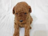 Irk Garanti̇li̇ Toy Poodle Yavrularimiz