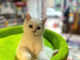 Show Kali̇te Bi̇blo Güzelli̇ği̇nde Bembeyaz Bri̇ti̇sh Shorthai̇r