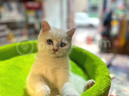 Show Kali̇te Bi̇blo Güzelli̇ği̇nde Bembeyaz Bri̇ti̇sh Shorthai̇r görsel
