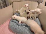 Orijinal Safkan British Blue Point Bebekler