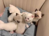 Orijinal Safkan British Blue Point Bebekler