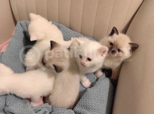 Orijinal Safkan British Blue Point Bebekler görsel
