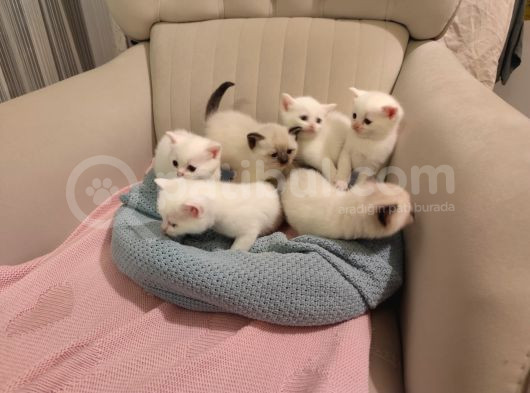 Orijinal Safkan British Blue Point Bebekler görsel