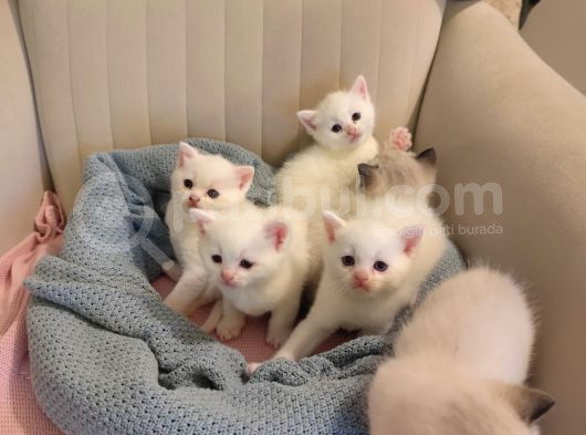 Orijinal Safkan British Blue Point Bebekler görsel