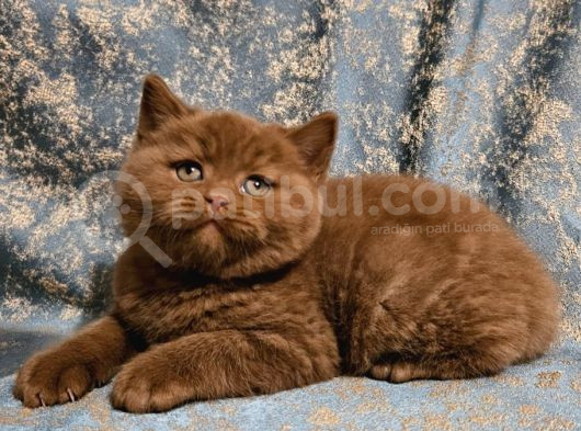 Safkan Ci̇nnamon Bri̇ti̇sh Shorthai̇r Yavrulari görsel