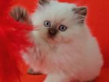 SAFKAN CİNNAMON POİNT BRİTİSH LONGHAİR 2AYLIK DİŞİ