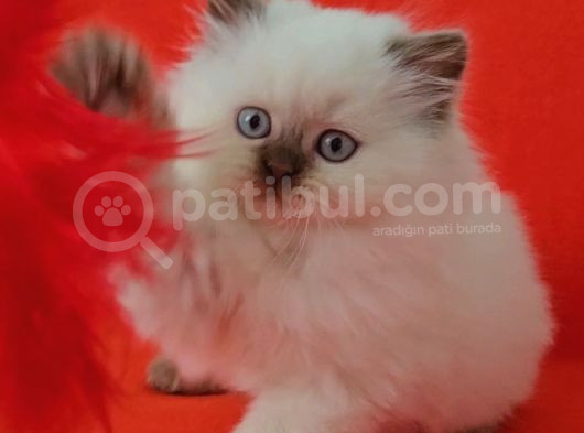 Safkan Ci̇nnamon Poi̇nt Bri̇ti̇sh Longhai̇r 2Aylik Di̇şi̇