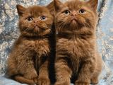Safkan Ci̇nnamon Bri̇ti̇sh Shorthai̇r Yavrulari