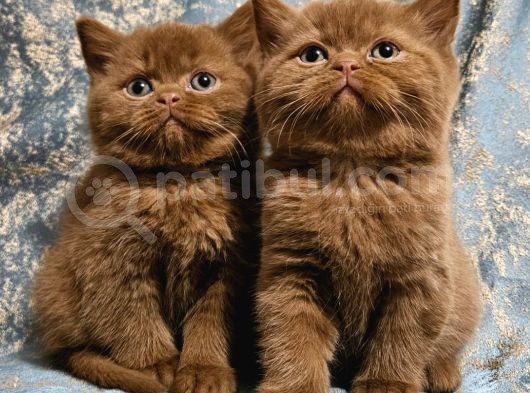 Safkan Ci̇nnamon Bri̇ti̇sh Shorthai̇r Yavrulari görsel