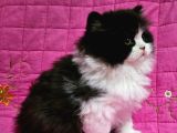 Safkan Black Bi̇color Bri̇ti̇sh Longhai̇r 2Aylik Erkek