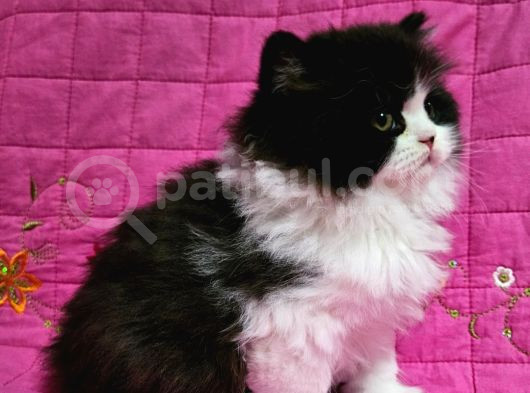 Safkan Black Bi̇color Bri̇ti̇sh Longhai̇r 2Aylik Erkek görsel