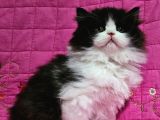 Safkan Black Bi̇color Bri̇ti̇sh Longhai̇r 2Aylik Erkek