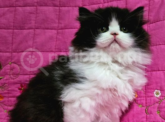 Safkan Black Bi̇color Bri̇ti̇sh Longhai̇r 2Aylik Erkek görsel