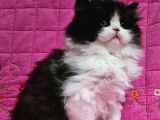 SAFKAN BLACK BİCOLOR BRİTİSH LONGHAİR 2AYLIK ERKEK