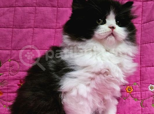 Safkan Black Bi̇color Bri̇ti̇sh Longhai̇r 2Aylik Erkek