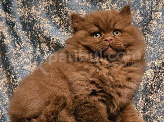 Safkan Ci̇nnamon Bri̇ti̇sh Longhai̇r Yavru 2Aylik görsel