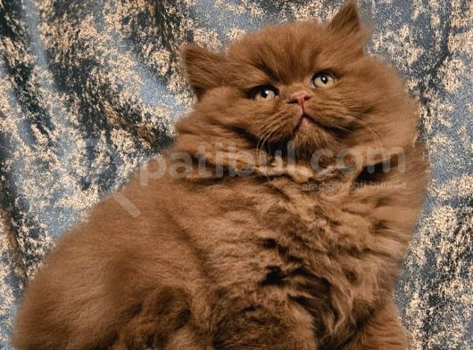 Safkan Ci̇nnamon Bri̇ti̇sh Longhai̇r Yavru 2Aylik