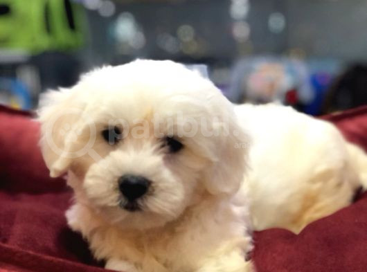 Efsane Güzelli̇kte Maltese Yavrularimiz Von Alp Güvencesi̇yle