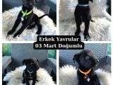 Kaliteli Sağlıklı Yavrular