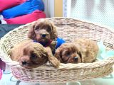 ORJİNAL ANNE BABADAN A KALİTE CAVAPOO YAVRULAR