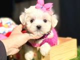 Maltese Aşkı Başka Yavru Köpeklerimiz Sahiplerini Bekliyor