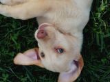 Krem Ve Si̇yah Renk Orji̇nal Labrador Yavrular