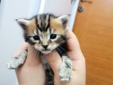 Prensesler Yeni̇ Evleri̇ni̇ Bekli̇yor
