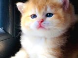 A Kalite Bri̇ti̇sh Shorthai̇r Golden  Yavrular