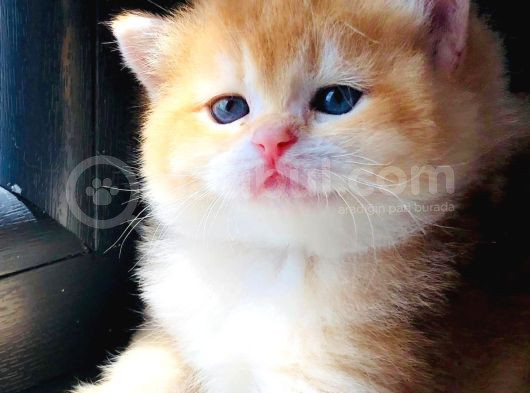 A Kalite Bri̇ti̇sh Shorthai̇r Golden  Yavrular görsel