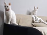 PRENSESLER YENİ EVLERİNİ BEKLİYOR