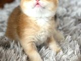 A kalite BRİTİSH SHORTHAİR GOLDEN  yavrular
