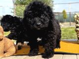 Ruhsatlı Çiftlikten Uygun Poodle Yavrular