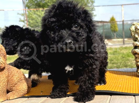 Ruhsatlı Çiftlikten Uygun Poodle Yavrular görsel