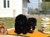 Ruhsatlı Çiftlikten Uygun Poodle Yavrular