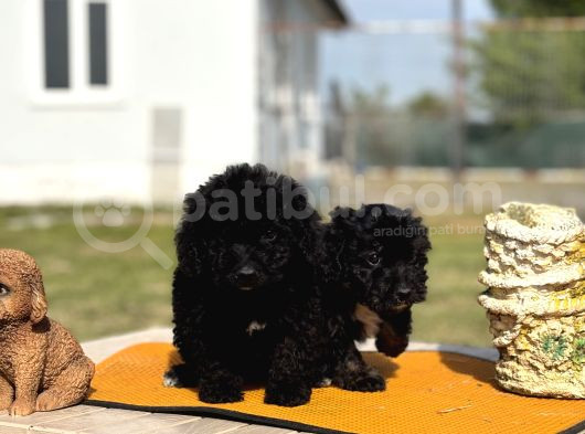 Ruhsatlı Çiftlikten Uygun Poodle Yavrular görsel