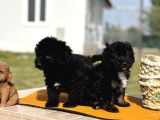 Ruhsatlı Çiftlikten Uygun Poodle Yavrular