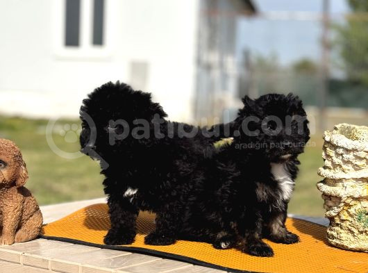Ruhsatlı Çiftlikten Uygun Poodle Yavrular görsel