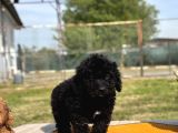 Ruhsatlı Çiftlikten Uygun Poodle Yavrular