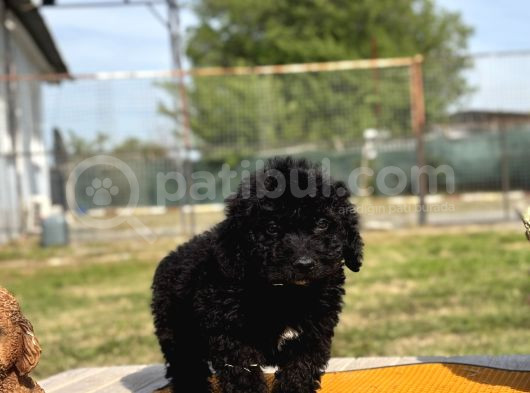 Ruhsatlı Çiftlikten Uygun Poodle Yavrular görsel
